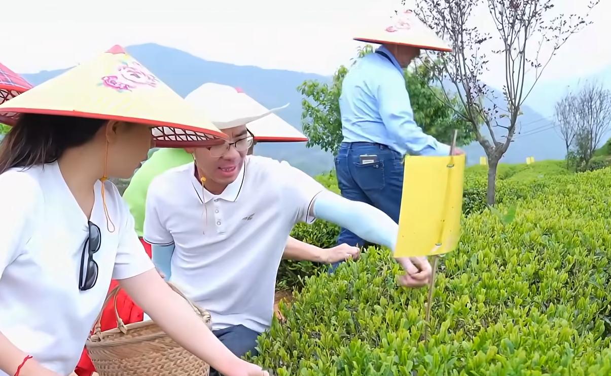 采茶