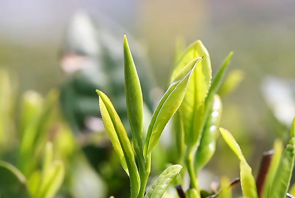 茶叶嫩芽